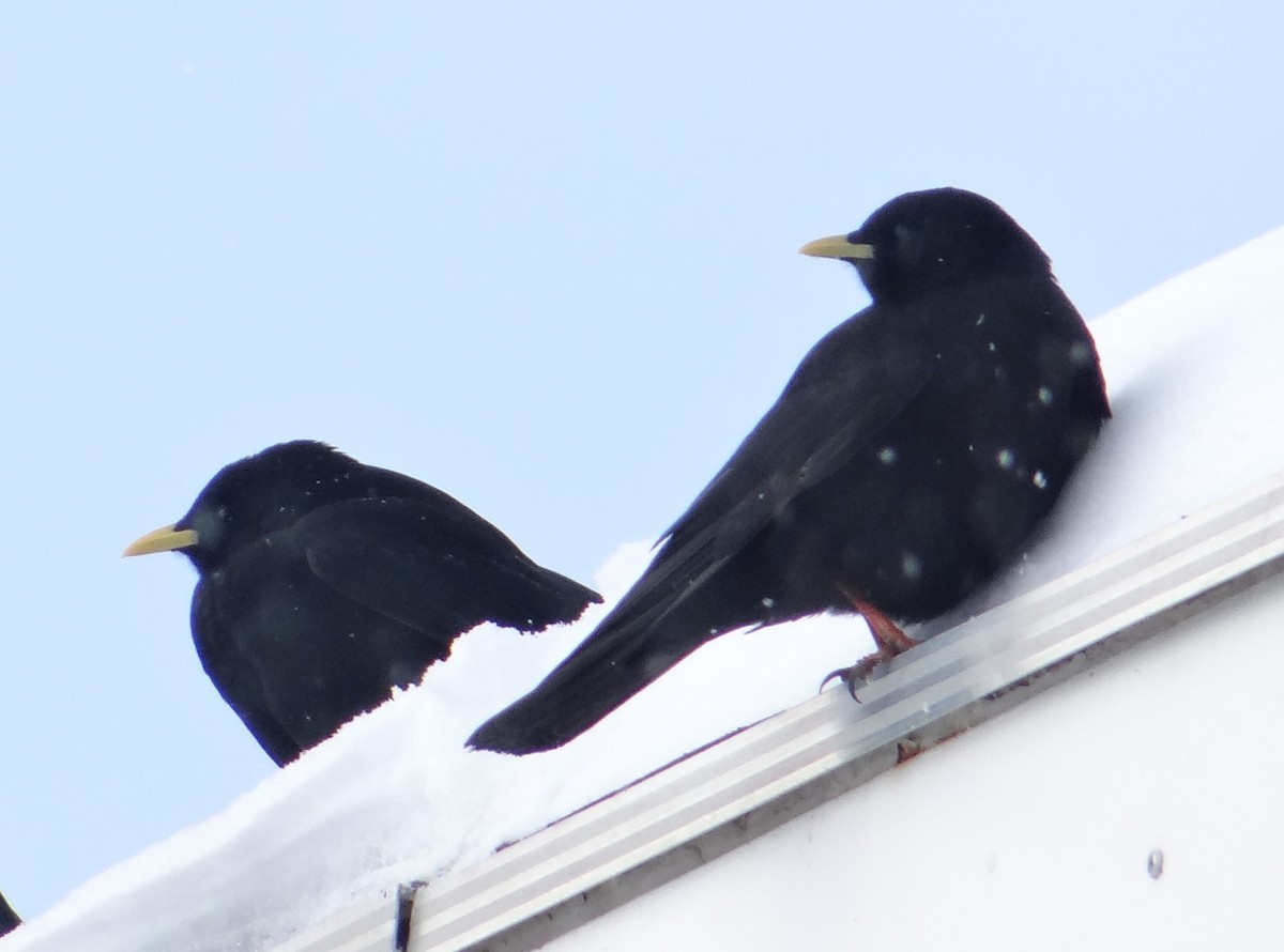 Yellow-billed Chough - ML645943781