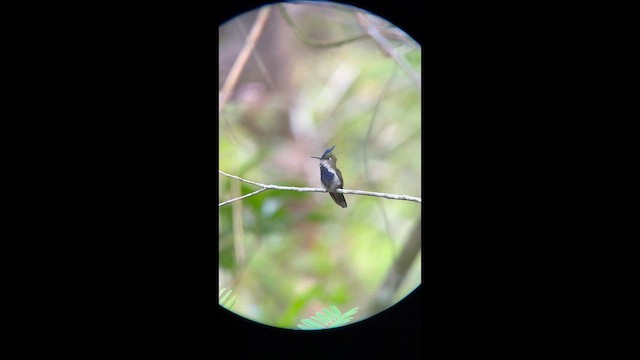 Purple-crowned Plovercrest - ML645943782