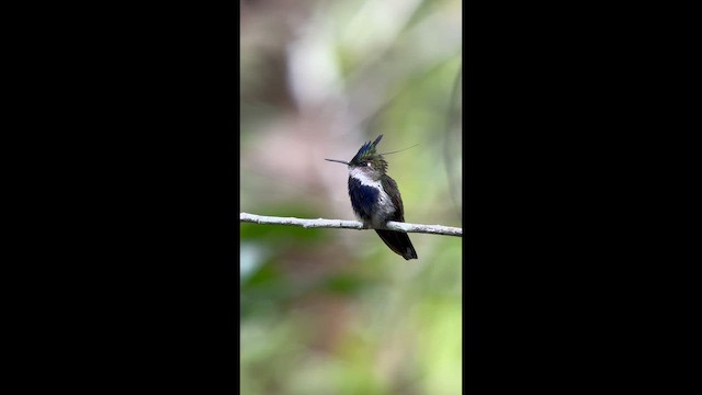 Purple-crowned Plovercrest - ML645943783