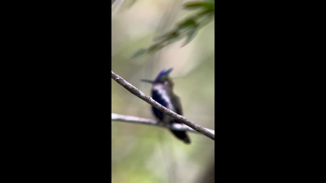 Purple-crowned Plovercrest - ML645943784