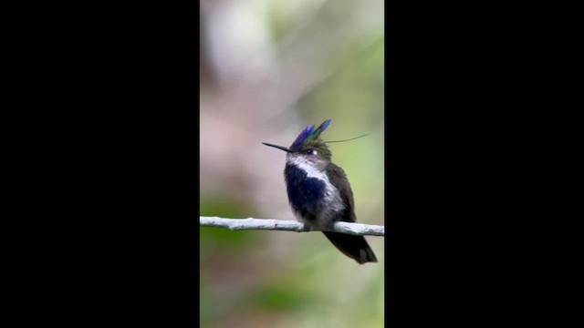 Purple-crowned Plovercrest - ML645943785