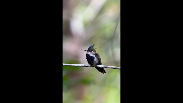 Purple-crowned Plovercrest - ML645943786