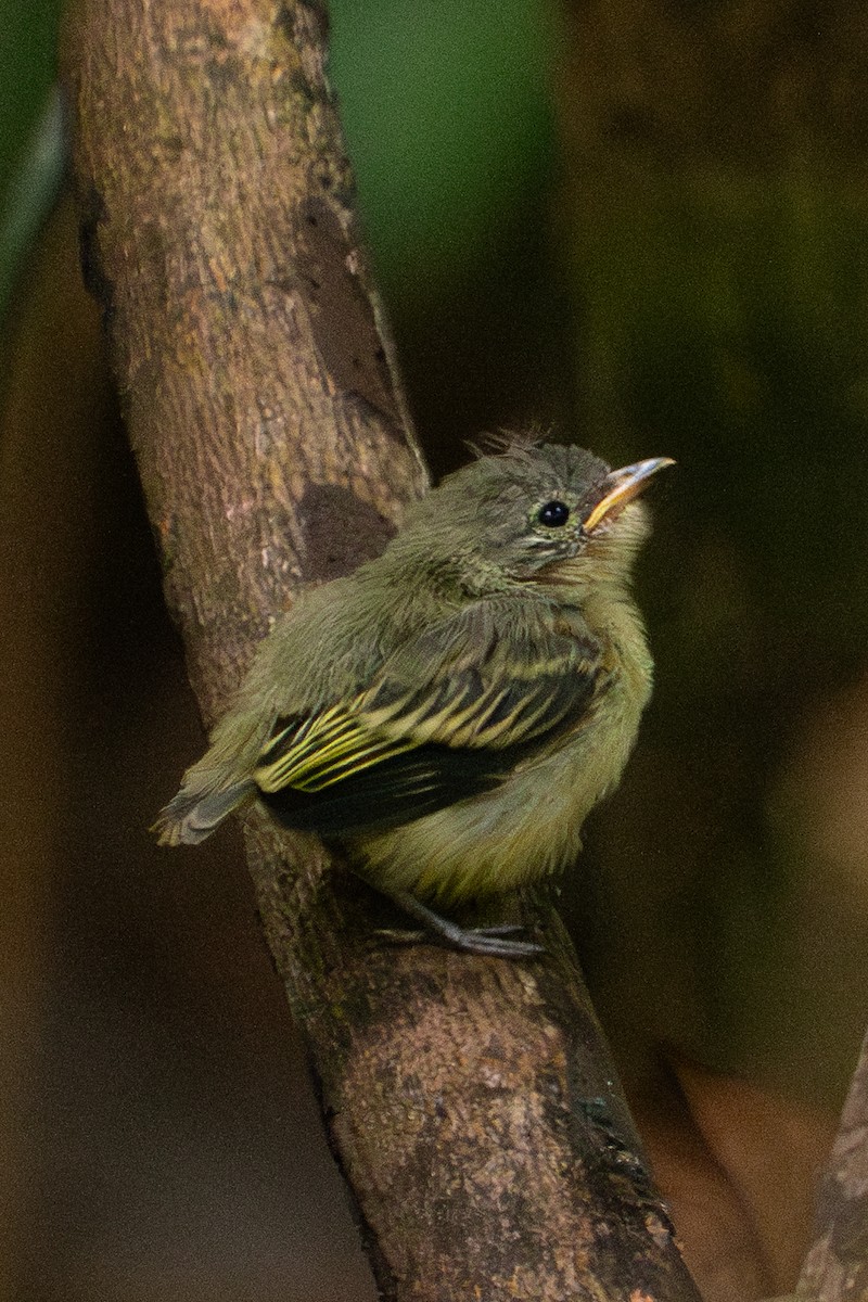 Guianan Tyrannulet - ML645943787