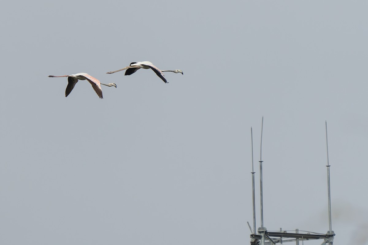 Greater Flamingo - ML645943789