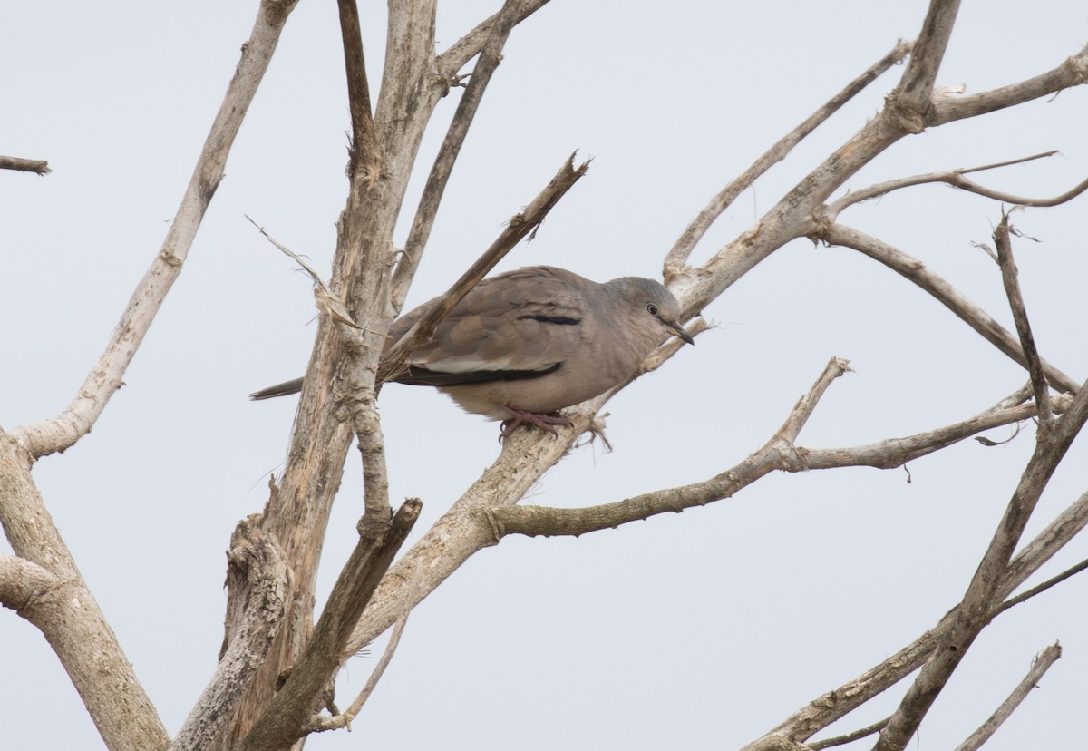Picui Ground Dove - ML645943799