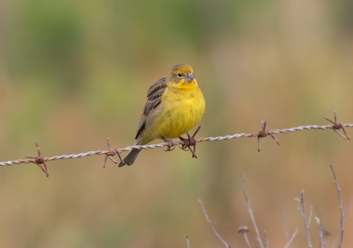 Grassland Yellow-Finch - ML645943800