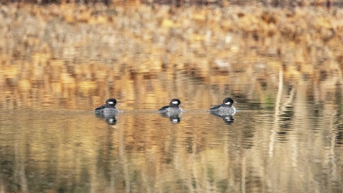 Bufflehead - ML645943801