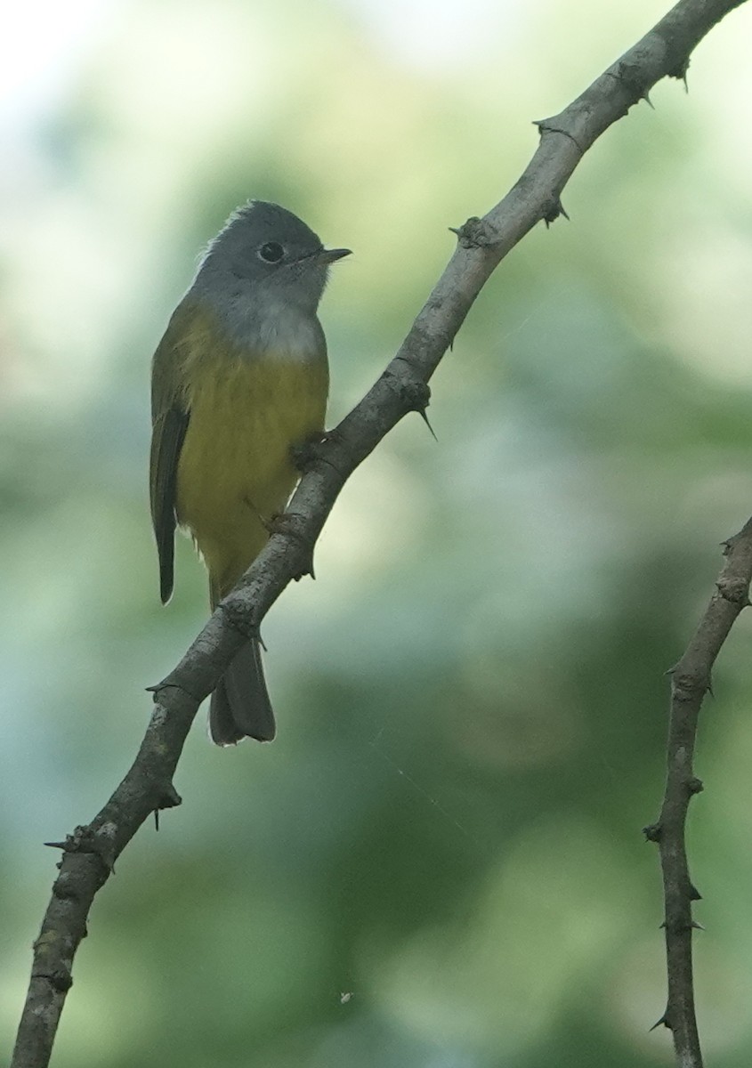 Gray-headed Canary-Flycatcher - ML645943805