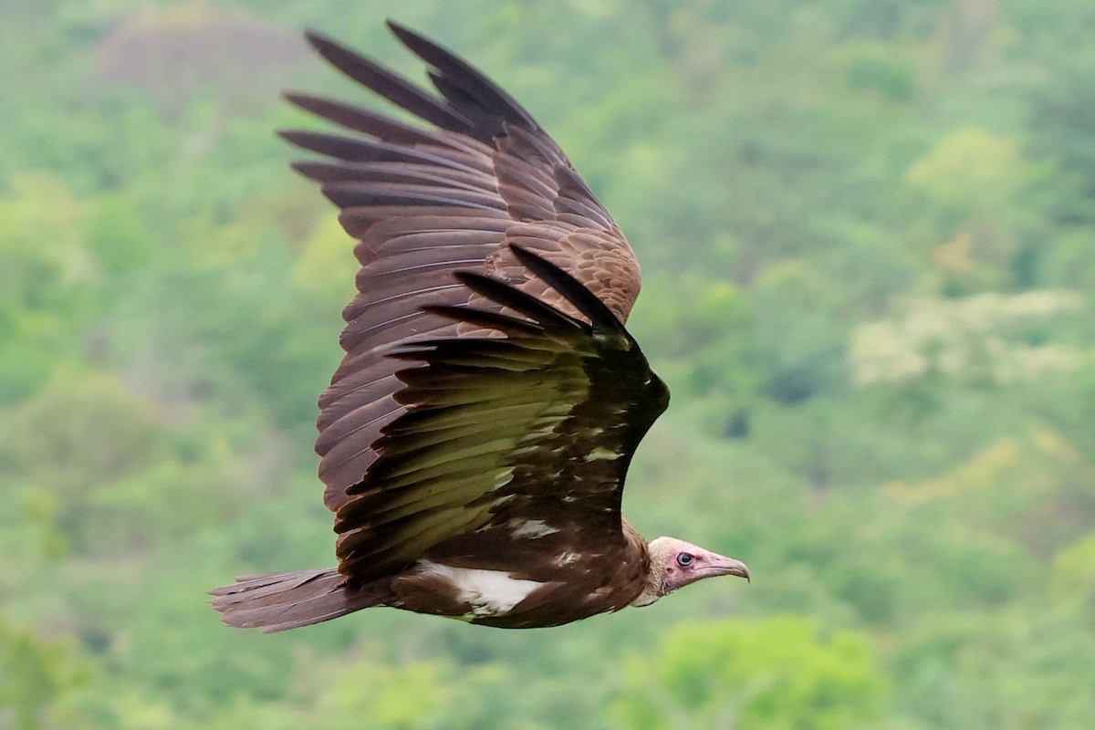 Hooded Vulture - ML645943806