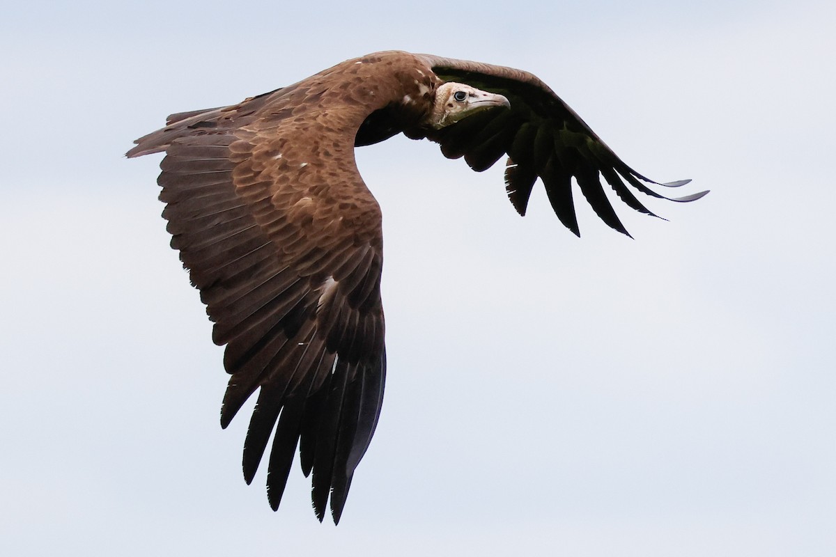Hooded Vulture - ML645943807