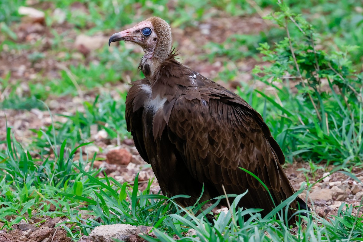 Hooded Vulture - ML645943808