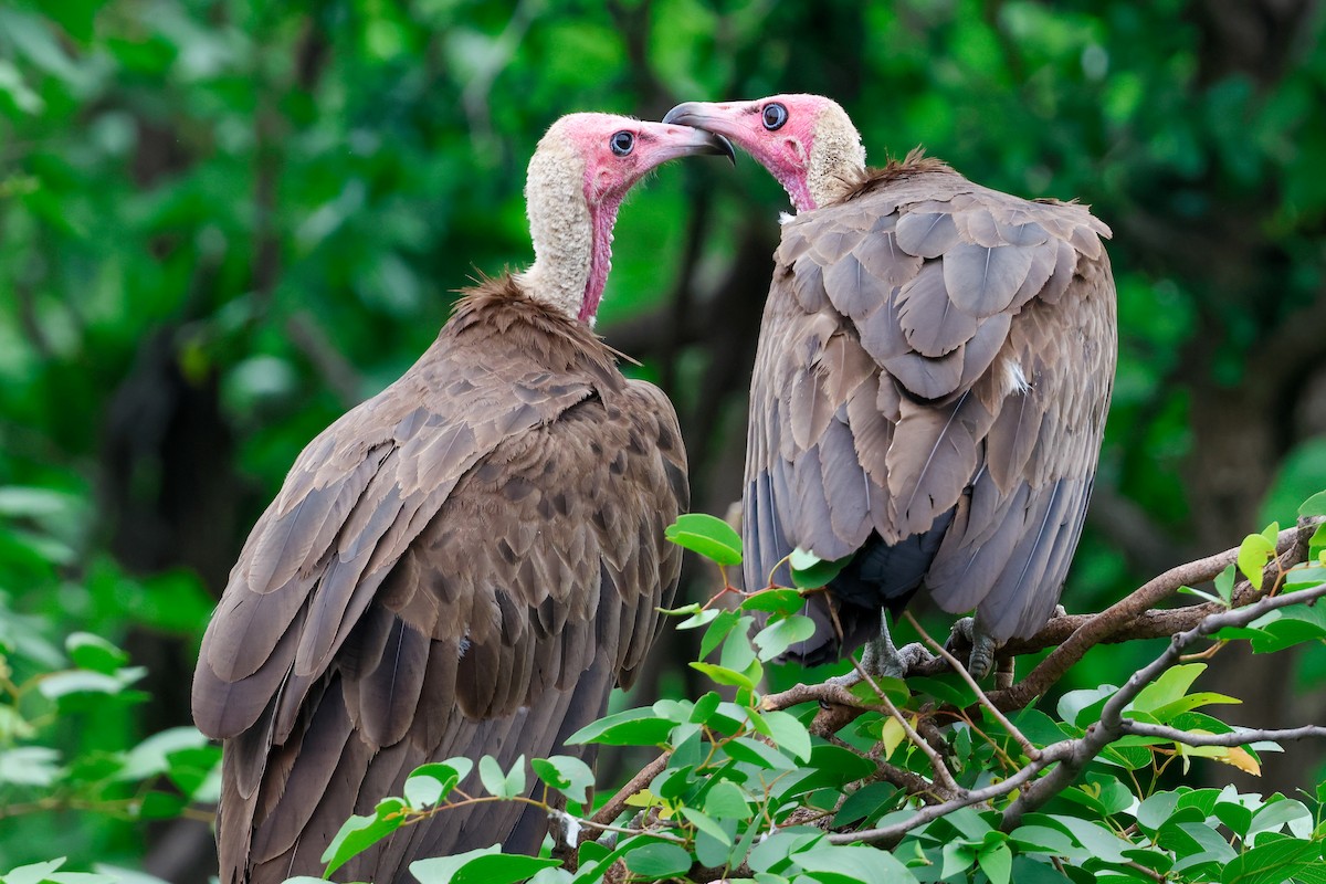 Hooded Vulture - ML645943809