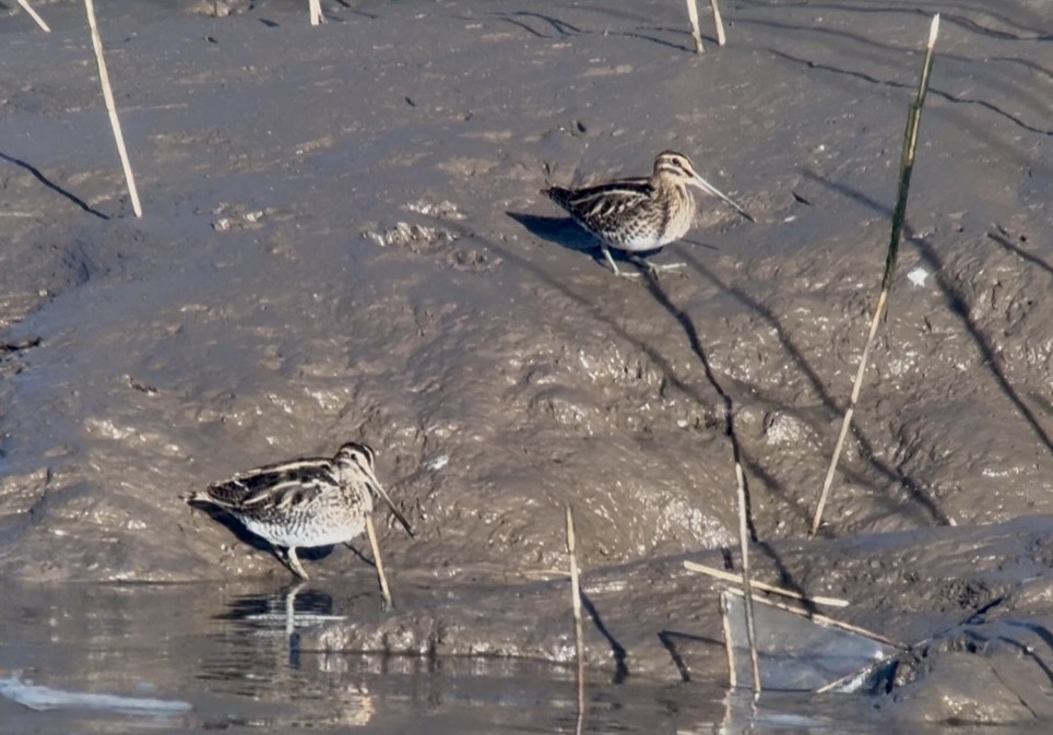 Agachadiza Común - ML645943810