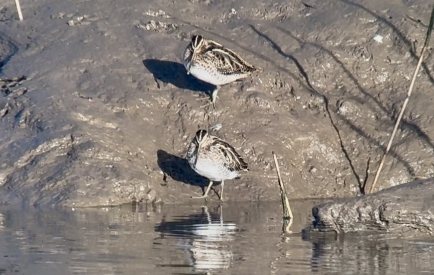 Agachadiza Común - ML645943811