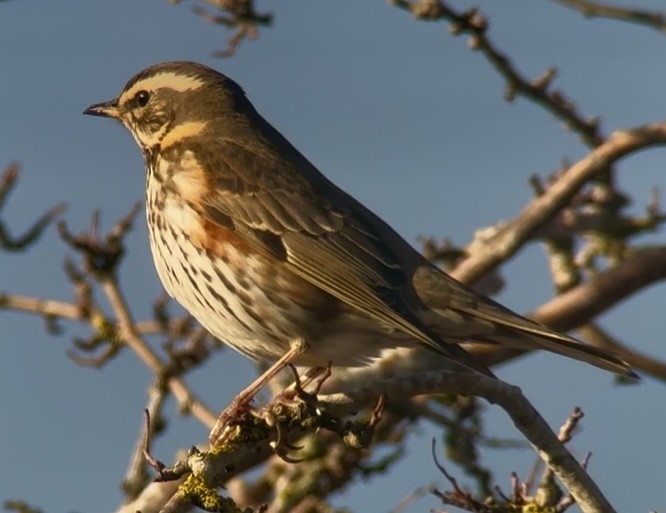 Redwing - ML645943814