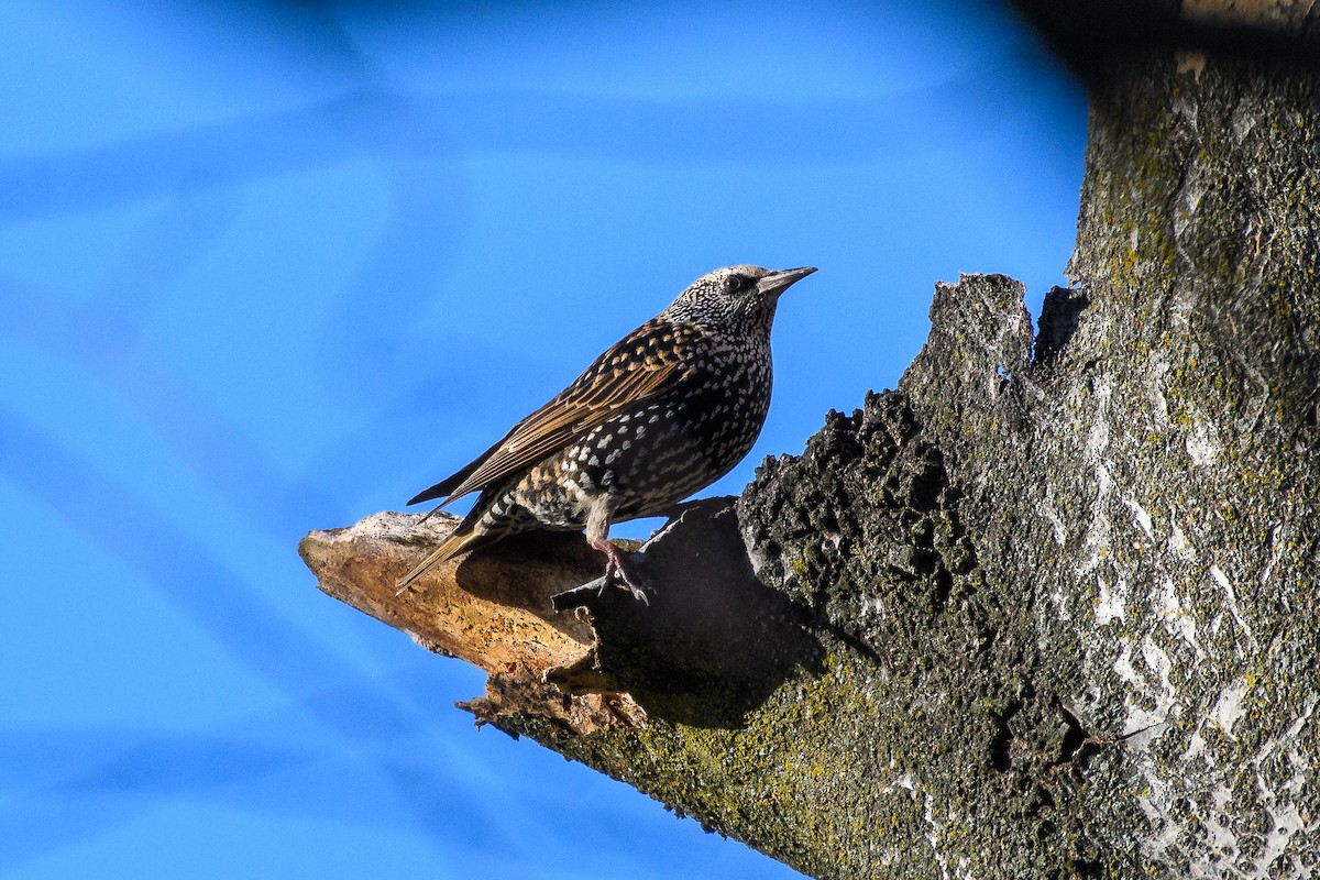 Шпак звичайний - ML645943817