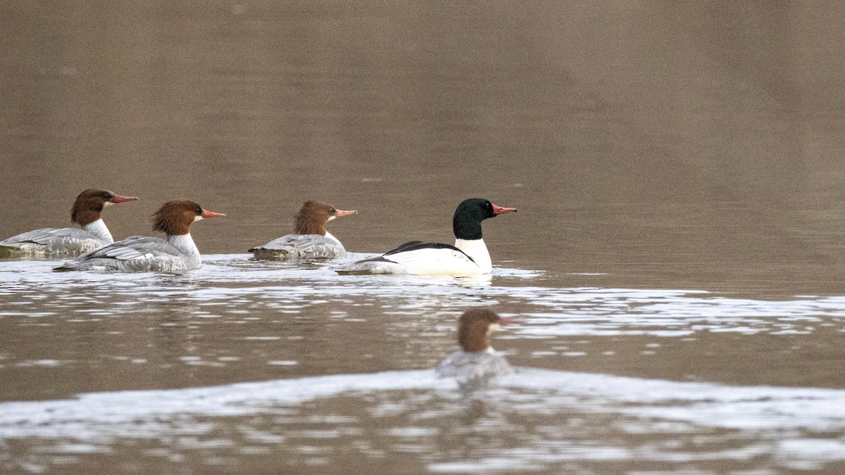 川秋沙 - ML645943818