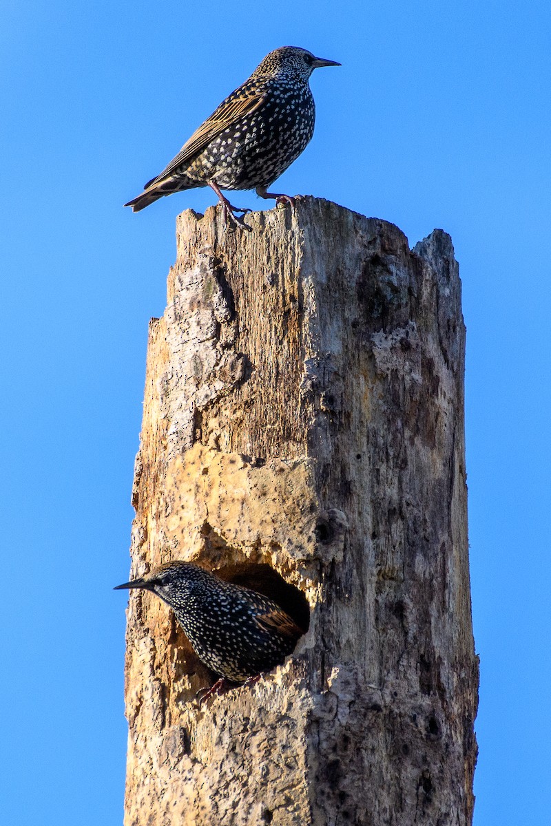 Шпак звичайний - ML645943819