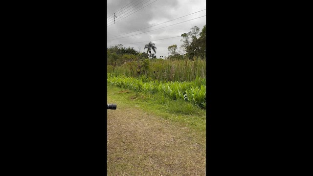 Red-and-white Crake - ML645943821