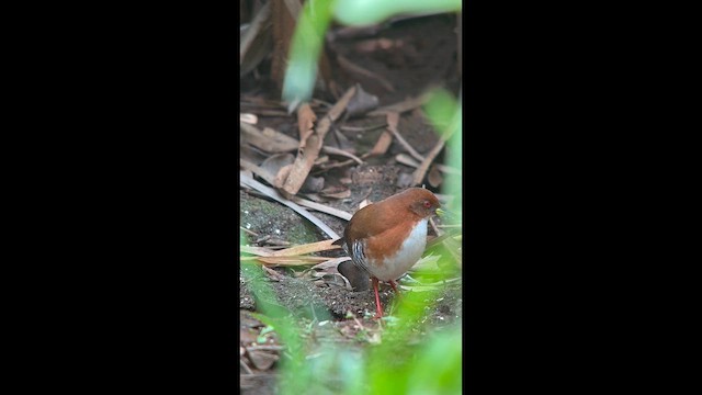 Red-and-white Crake - ML645943822