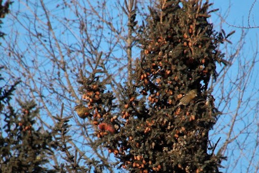 White-winged Crossbill - ML645943824