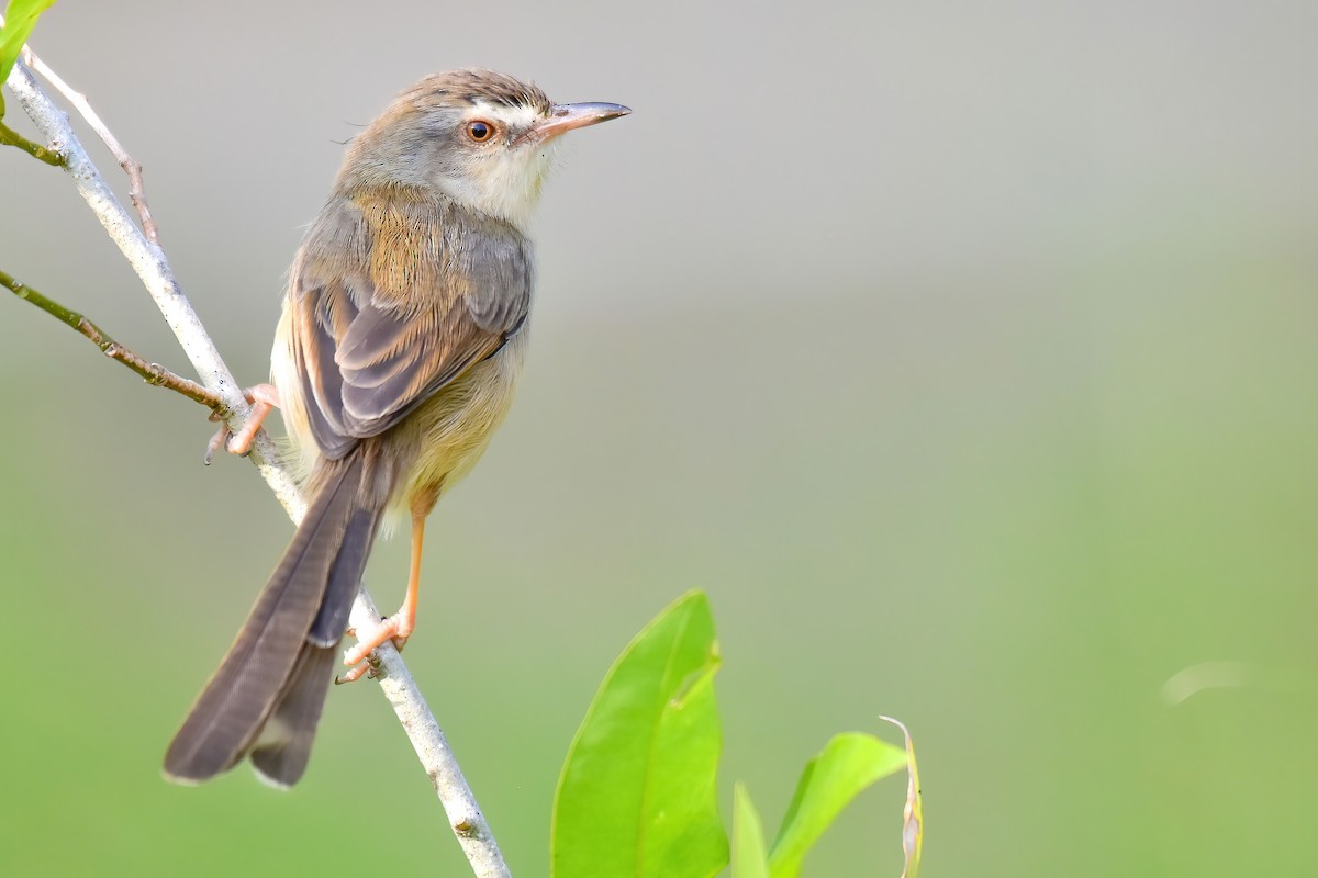 Plain Prinia - ML645943825