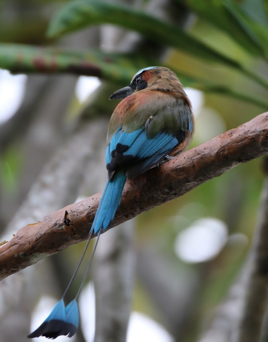 Turquoise-browed Motmot - ML645943828