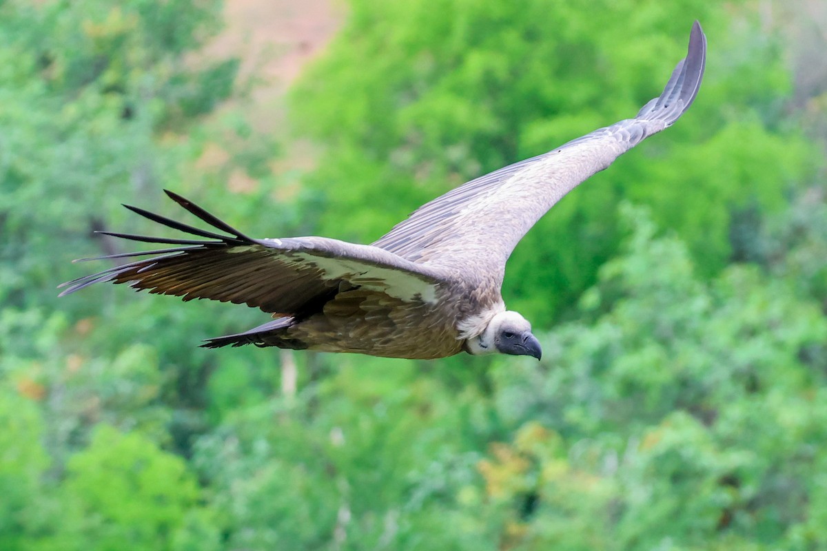 Ak Sırtlı Akbaba - ML645943831