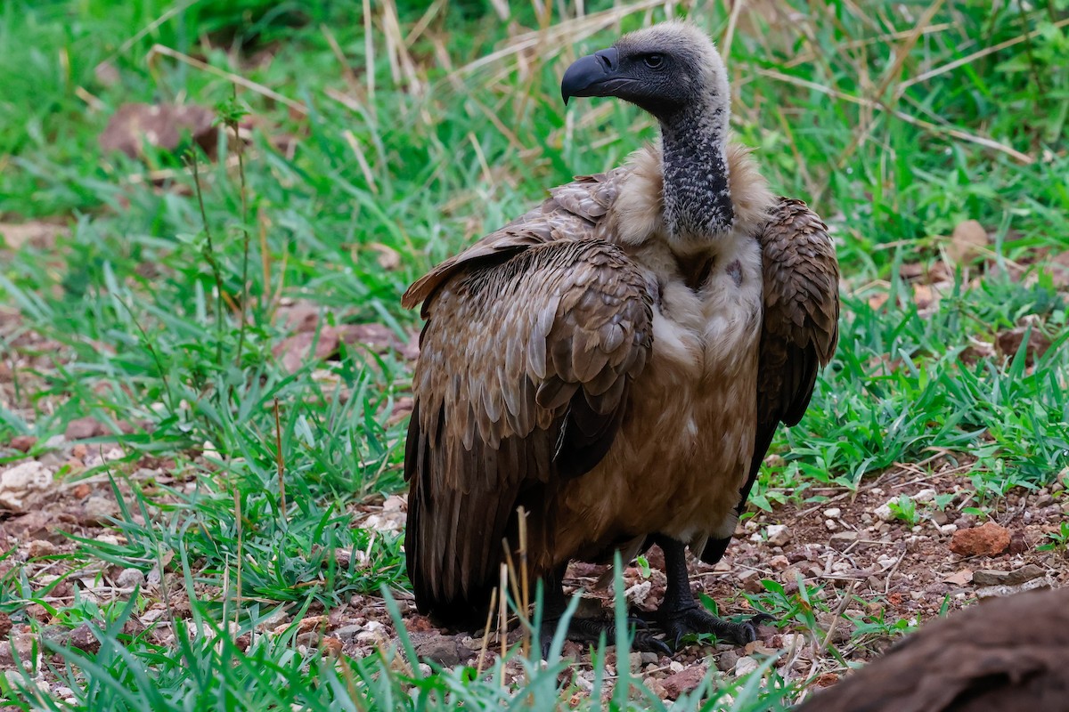 Ak Sırtlı Akbaba - ML645943832