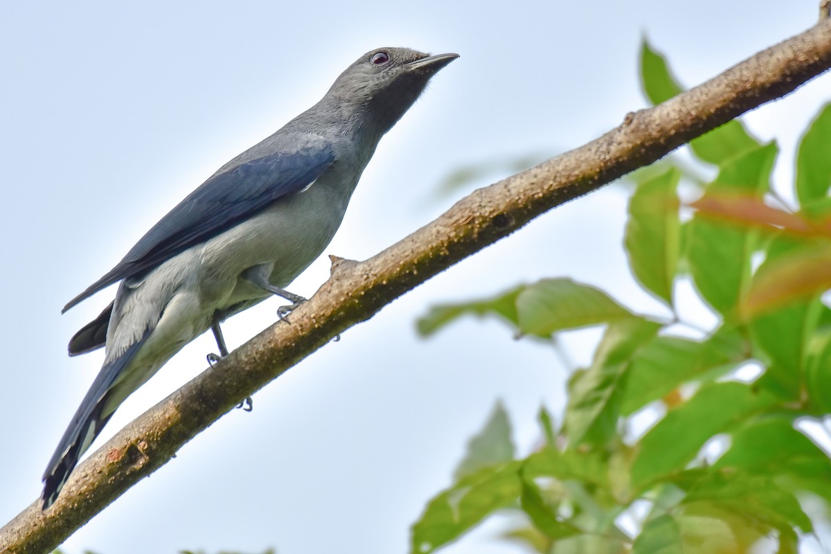Black-winged Cuckooshrike - ML645943834