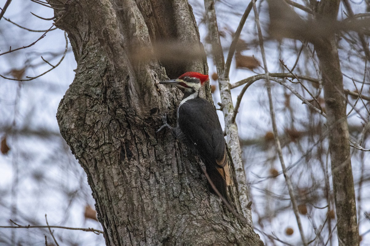 Pileated Woodpecker - ML645943835