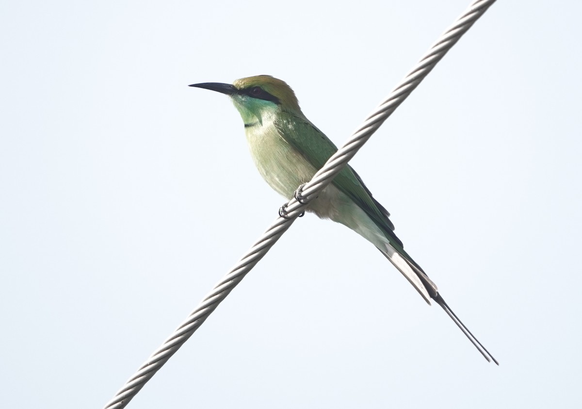 Erle-txori berde asiarra - ML645943840