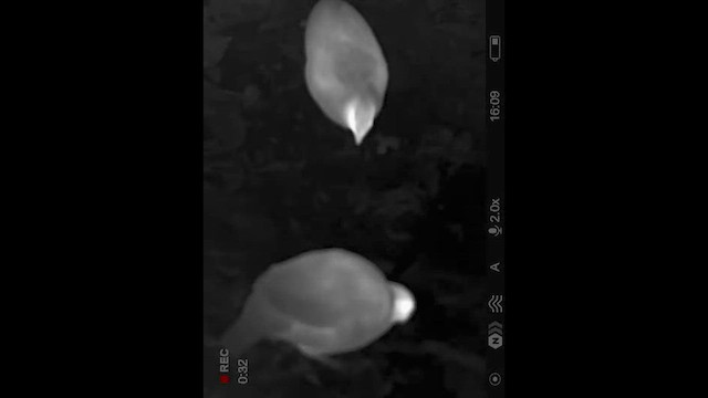 Spot-winged Wood-Quail - ML645943841