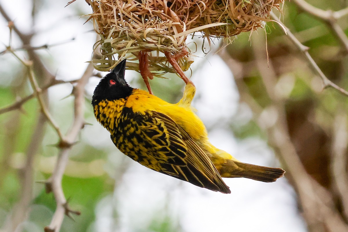 Txori ehule arrunta - ML645943843