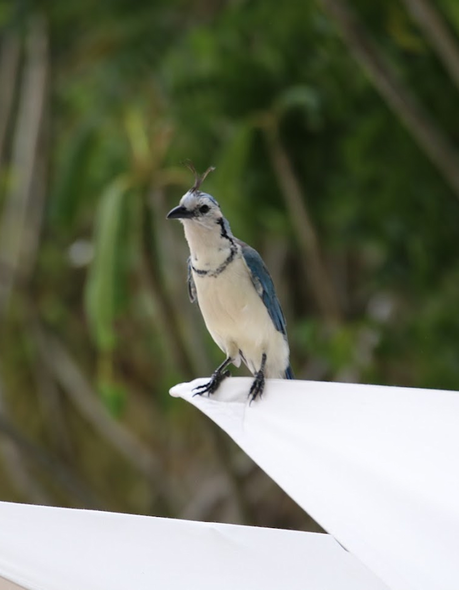 White-throated Magpie-Jay - ML645943844