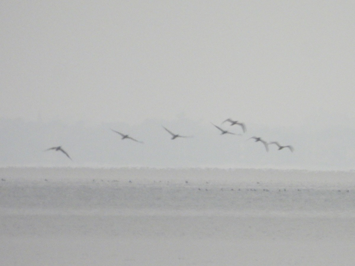 Zanga iluna - ML645943845