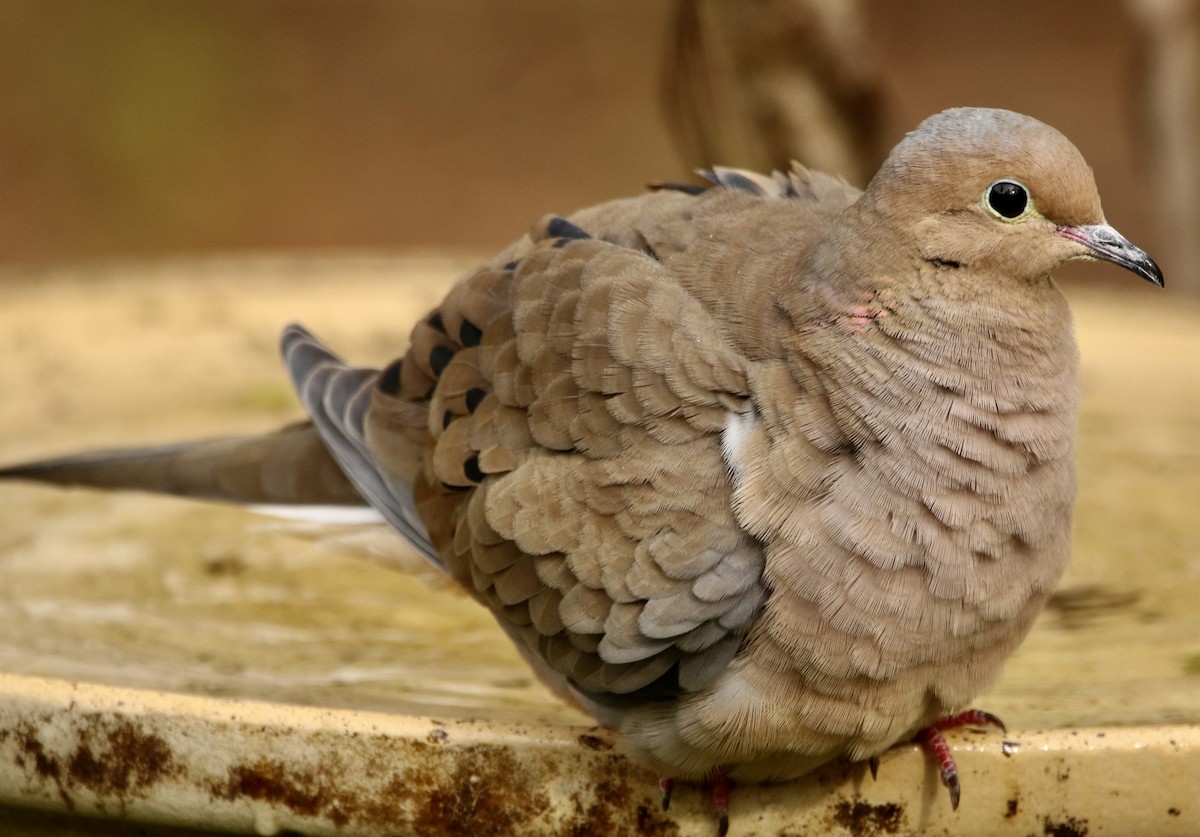 Zenaida arrunta - ML645943848