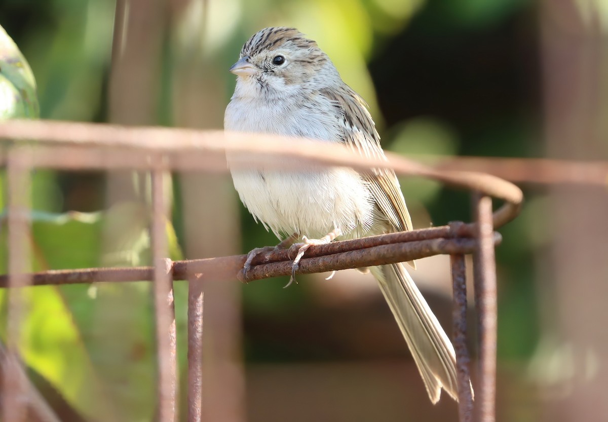 Brewer's Sparrow - ML645943849
