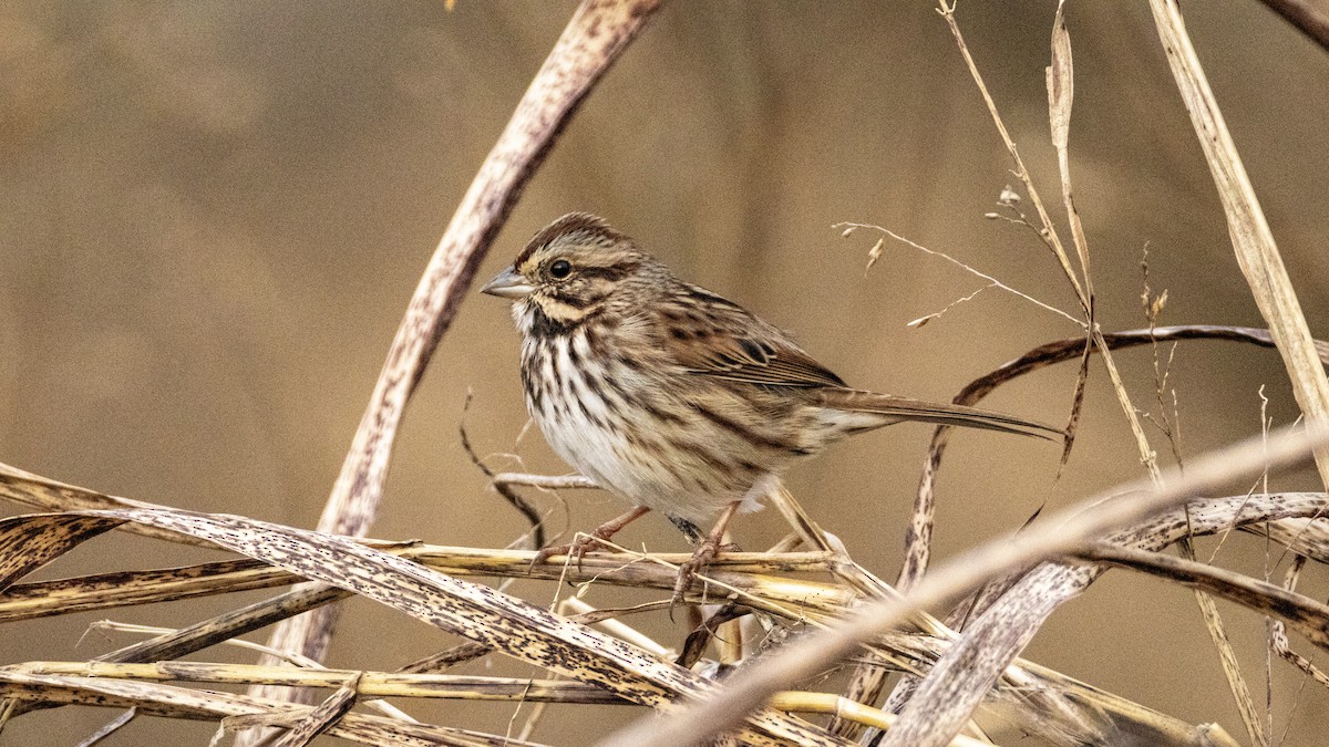 Song Sparrow - ML645943850