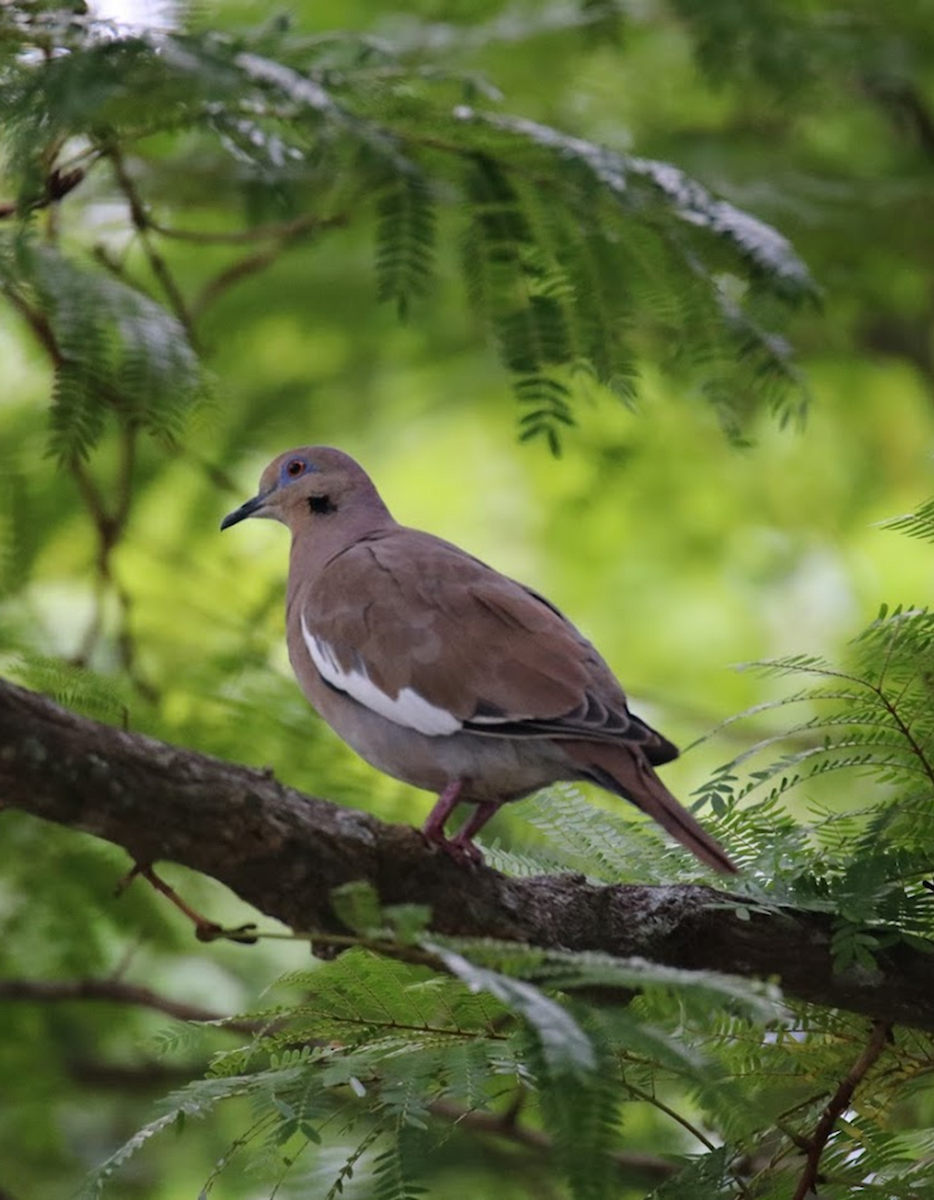 White-winged Dove - ML645943853