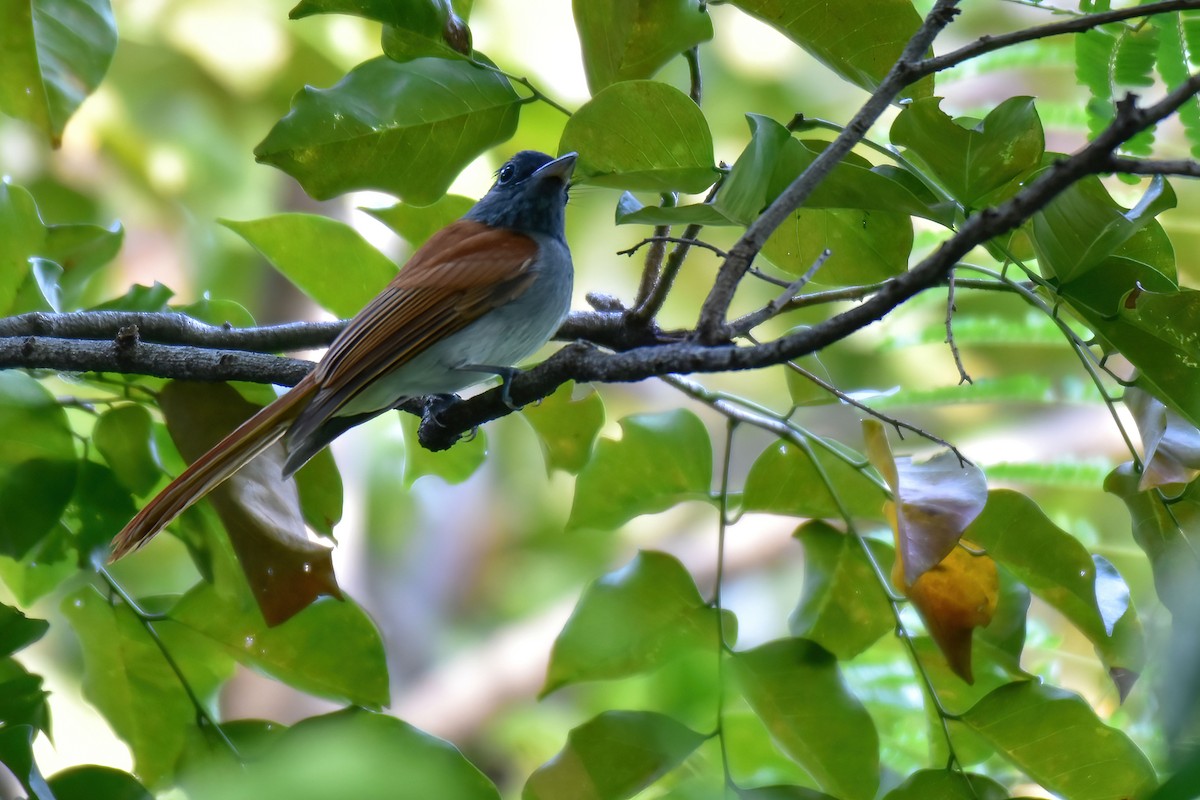 Blyth's Paradise-Flycatcher - ML645943854