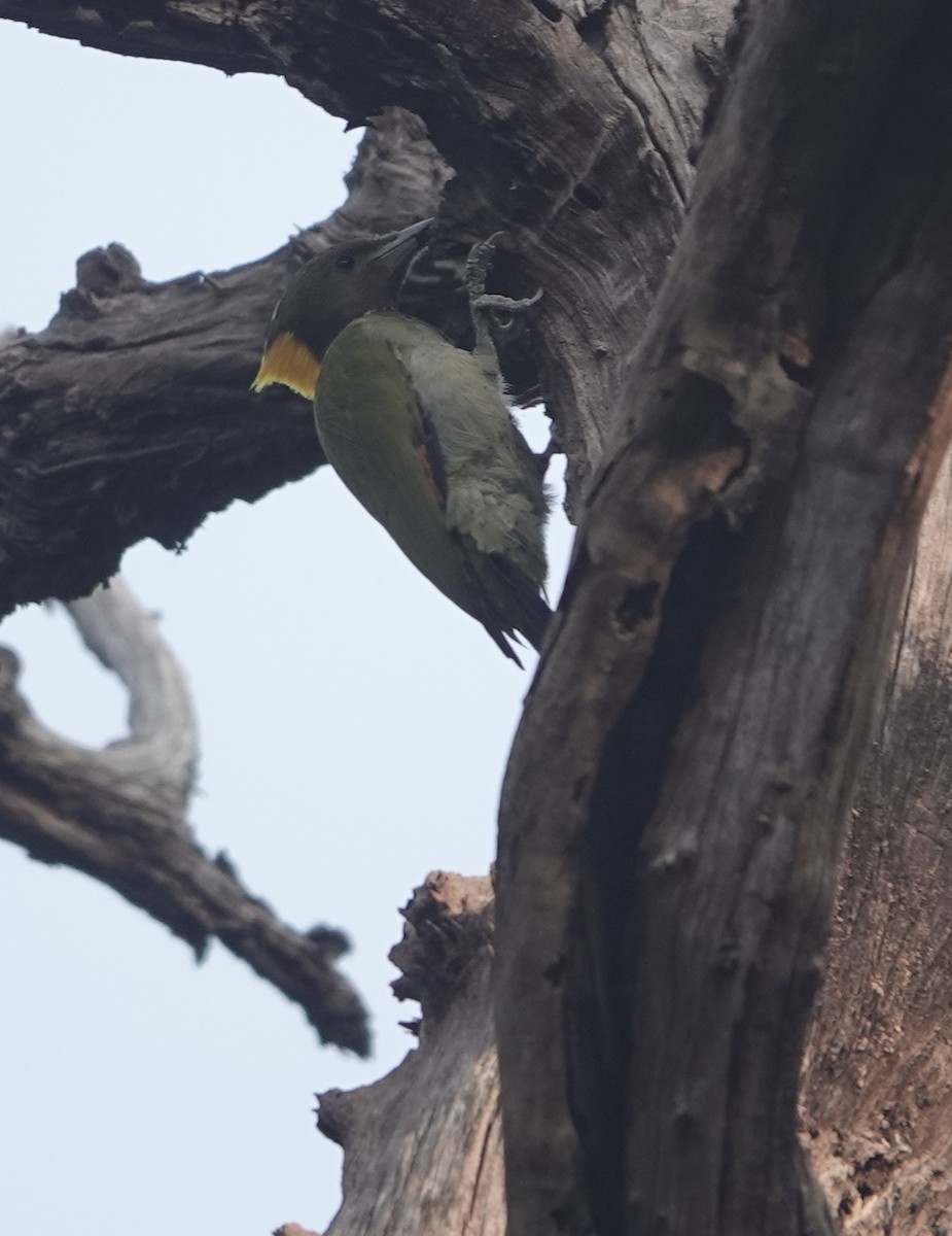 Lesser Yellownape - ML645943855