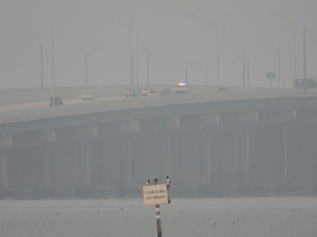 Zanga iluna - ML645943856