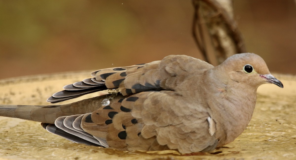 Zenaida arrunta - ML645943857