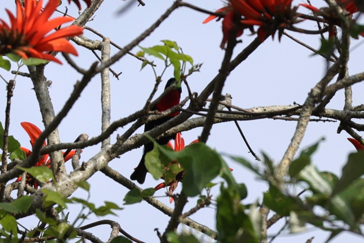 Scarlet-chested Sunbird - ML645943858