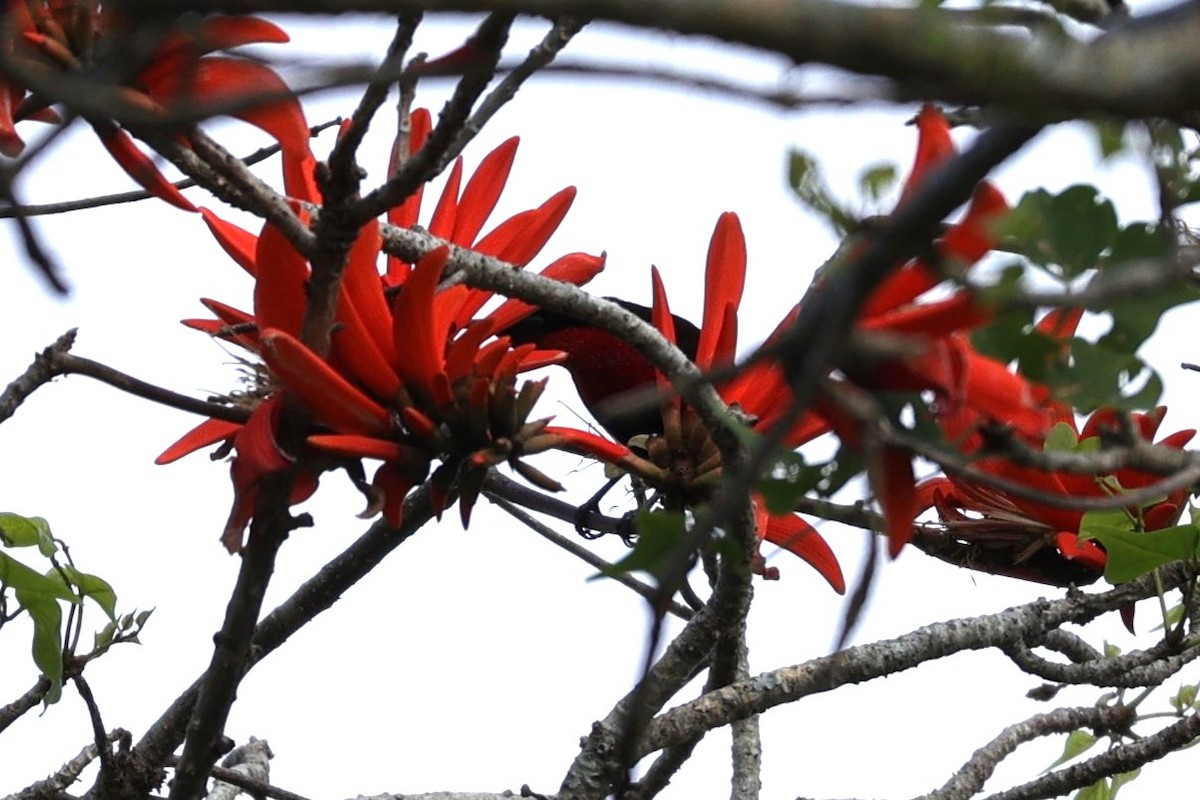 Scarlet-chested Sunbird - ML645943859