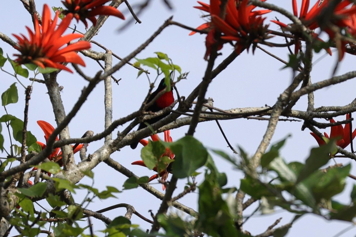 Scarlet-chested Sunbird - ML645943860