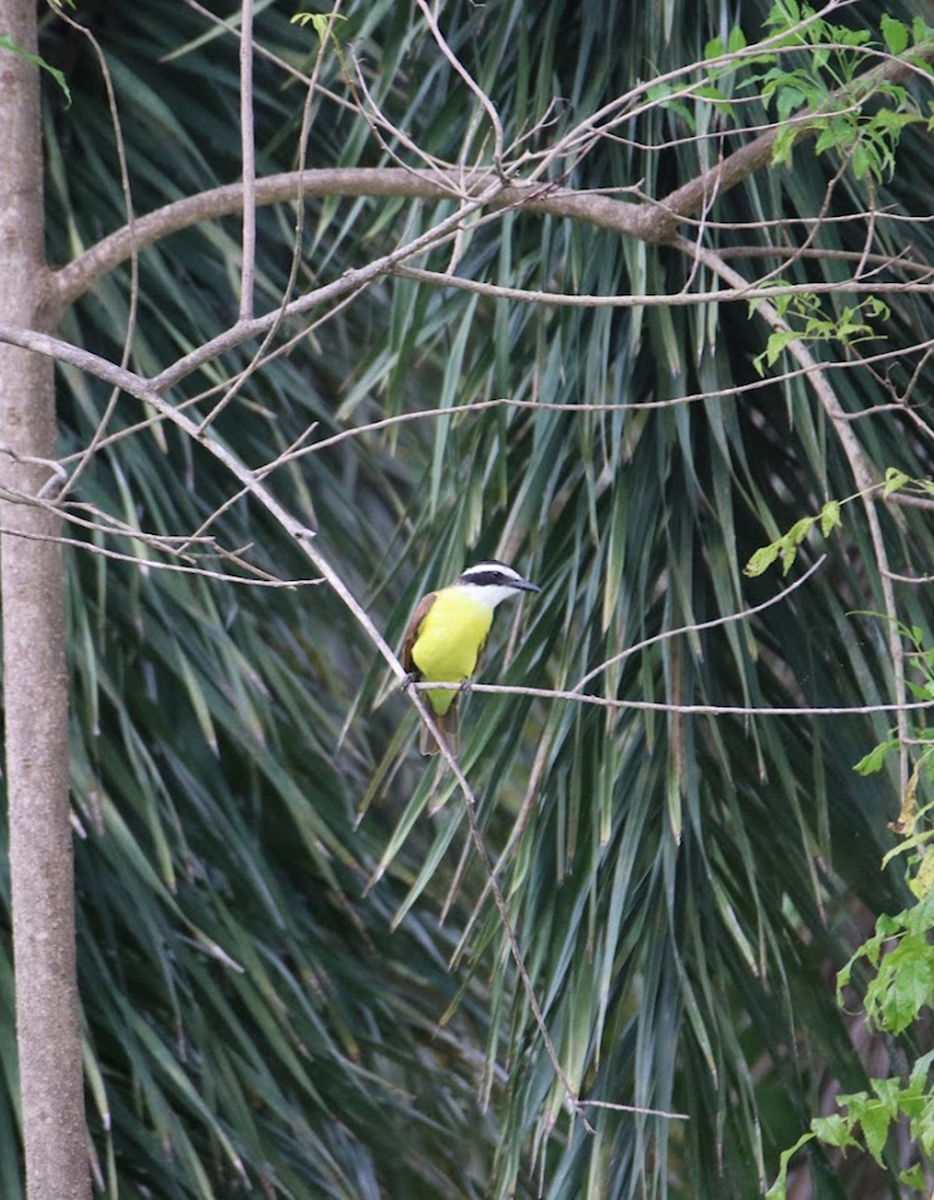 Great Kiskadee - ML645943861