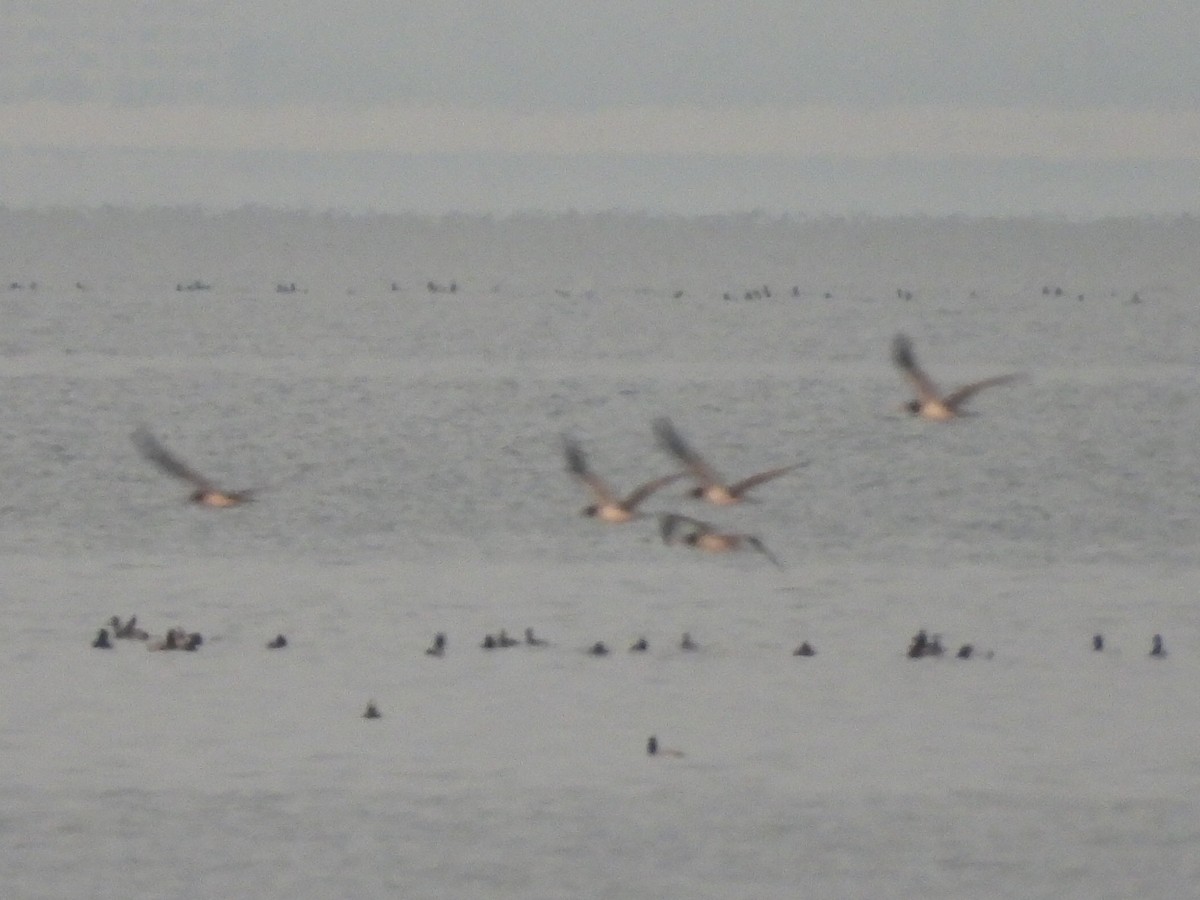 Zanga iluna - ML645943862