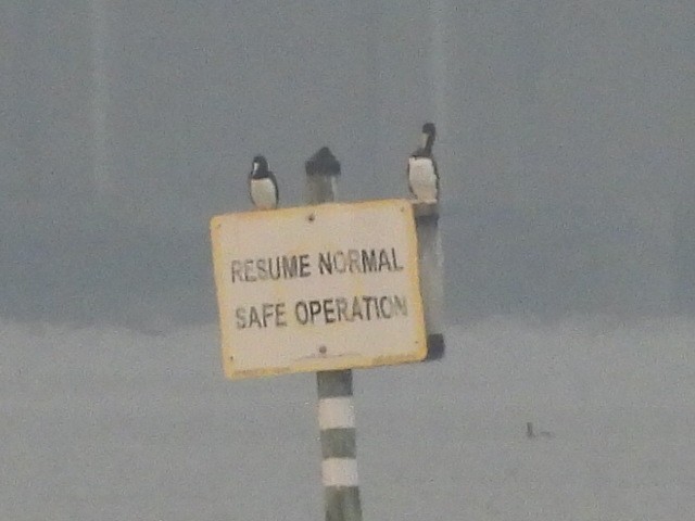 Zanga iluna - ML645943865